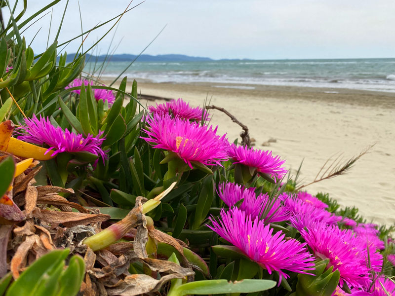 spiaggia-e-fiori